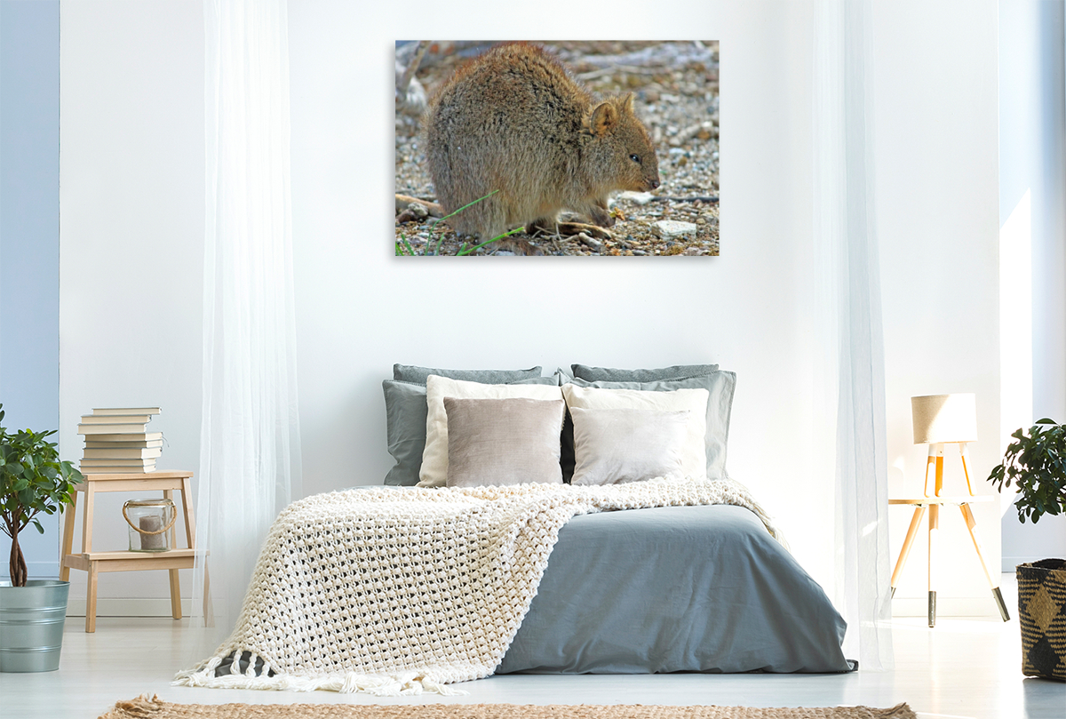 Quokka