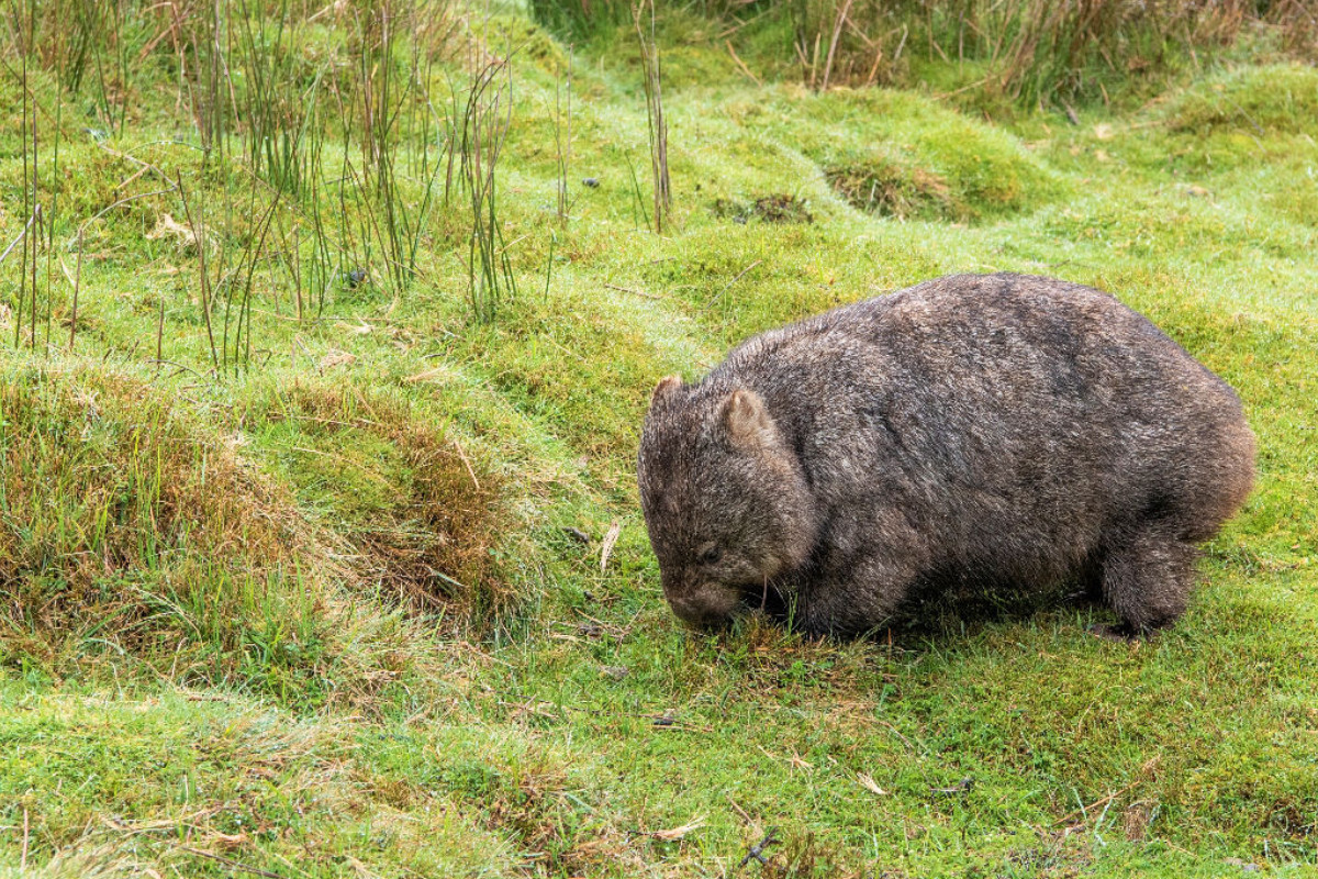 Süßer Wombat