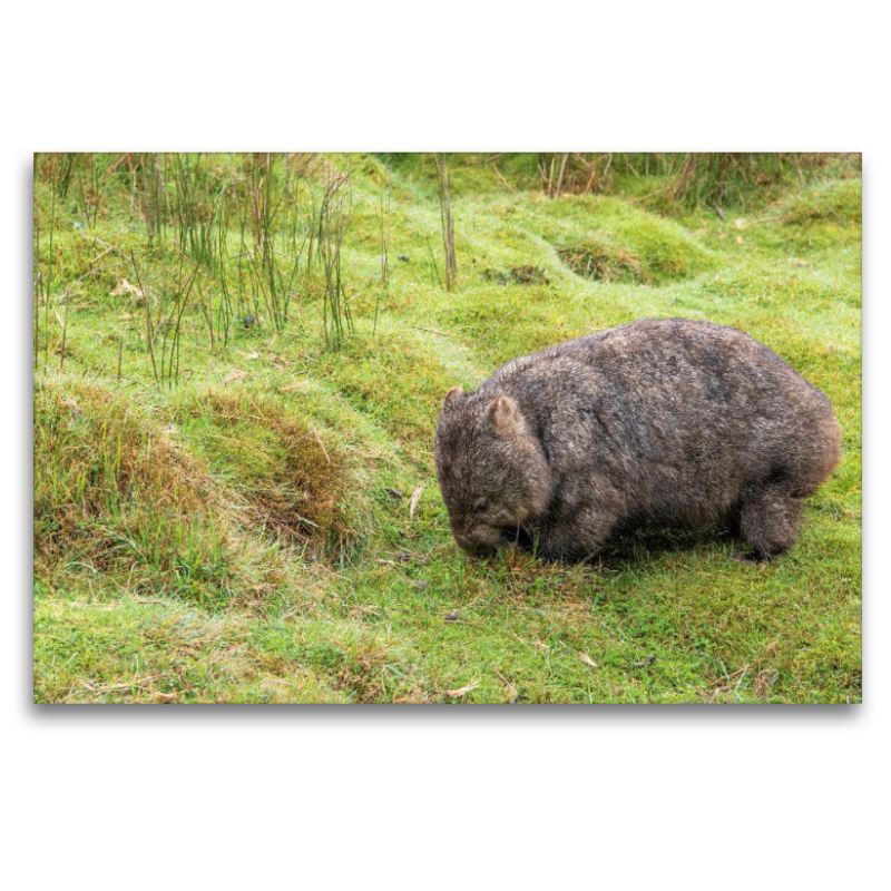 Süßer Wombat