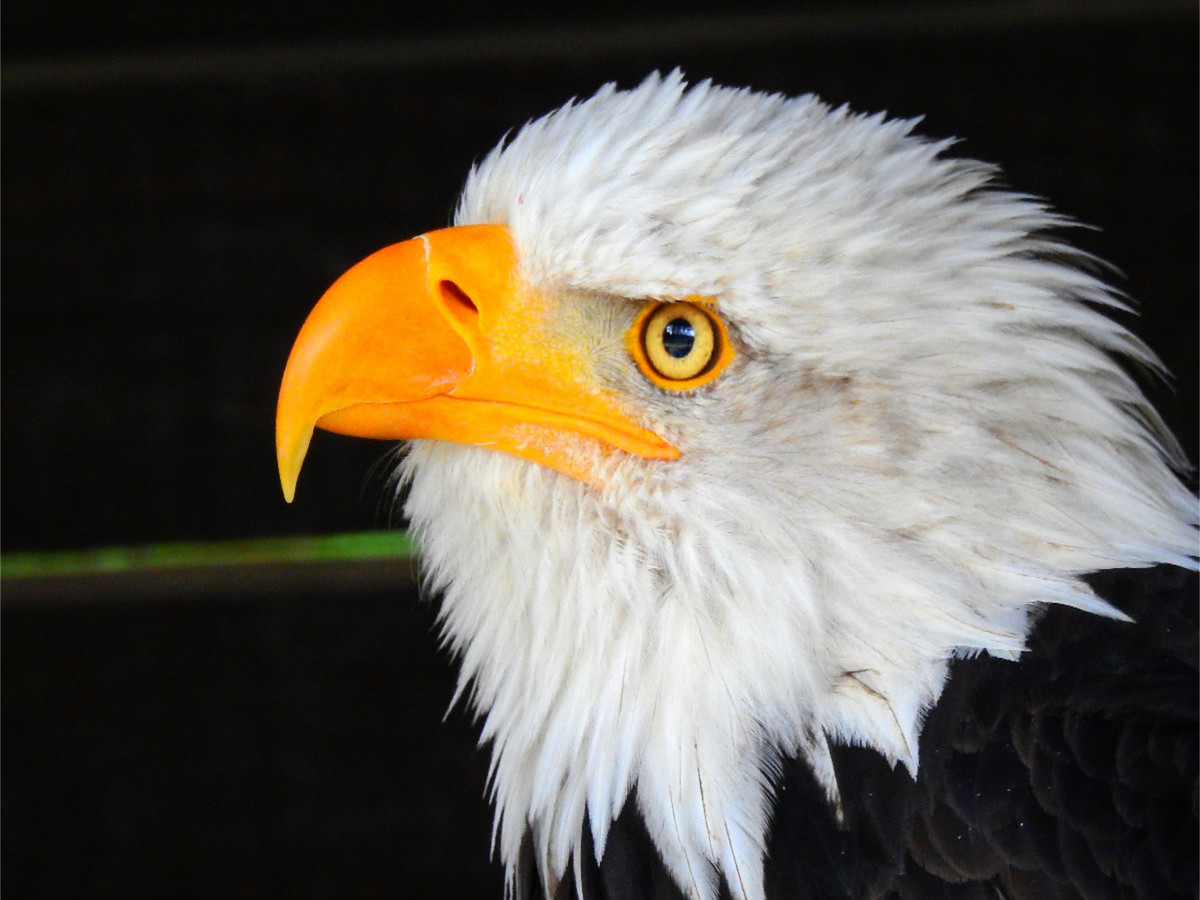 Weisskopfseeadler