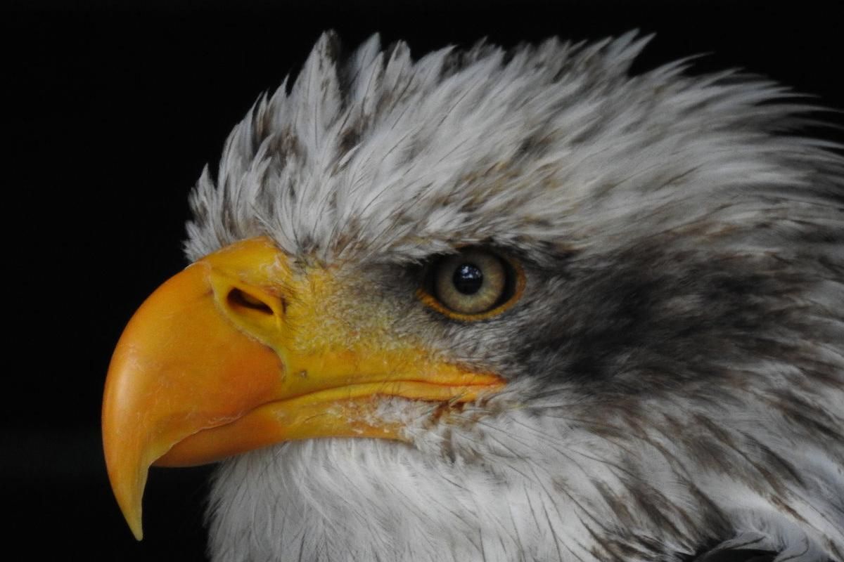 Seeadler