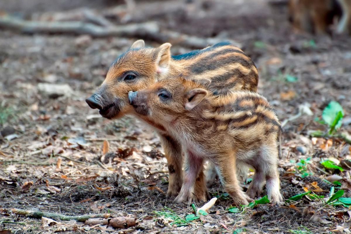 Wildschwein