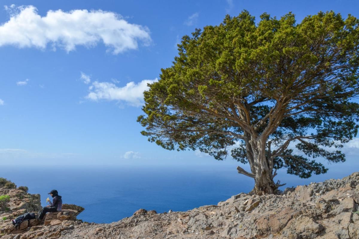 Wacholderbaum auf Bergrücken La Mérica