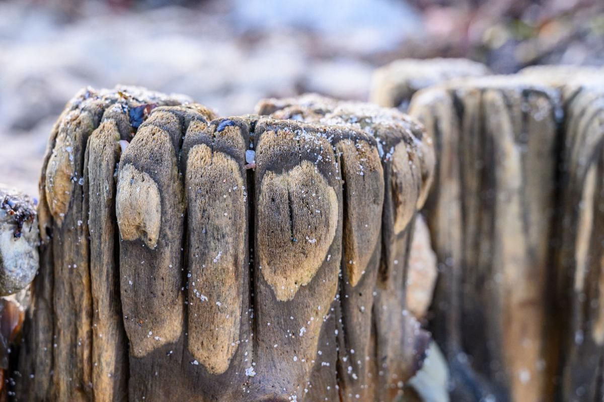 Ausgewaschenes Stück Holz