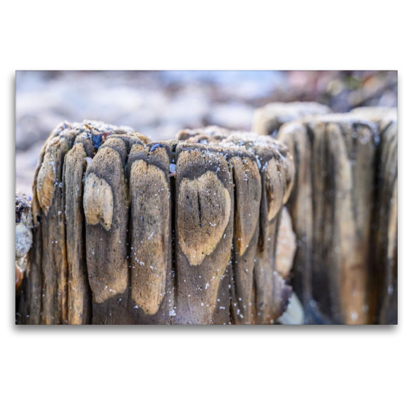 Ausgewaschenes Stück Holz