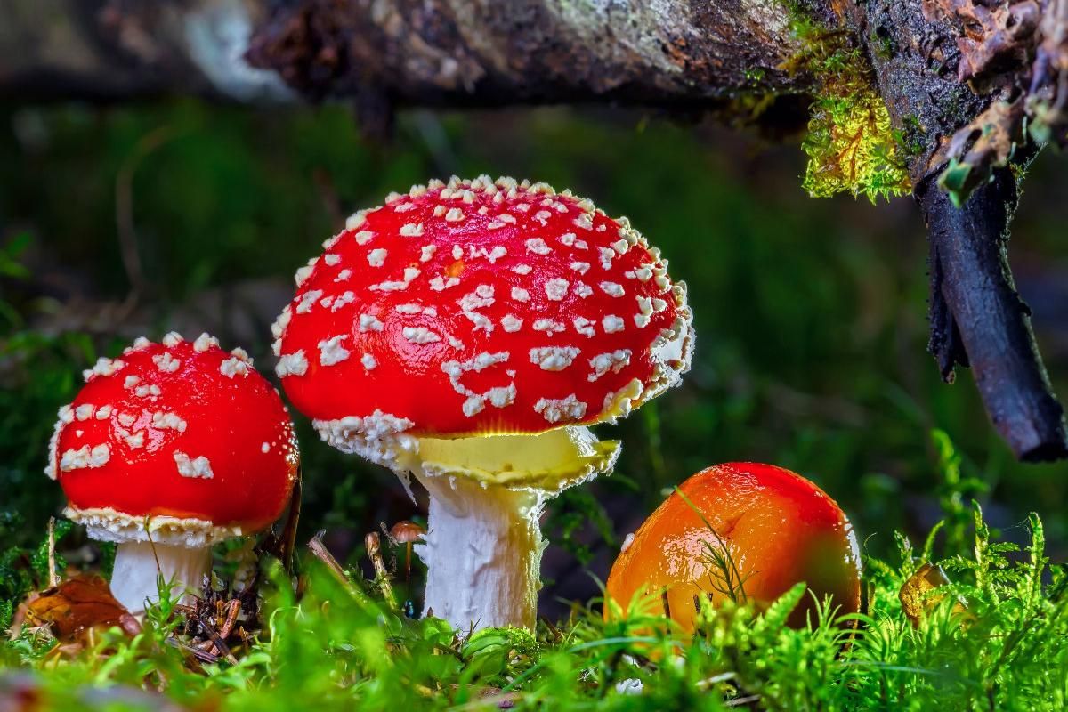 Fliegenpilz (Amanita muscaria)