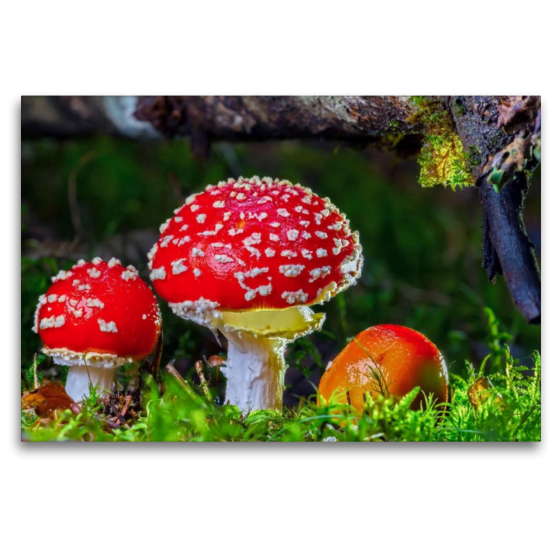 Fliegenpilz (Amanita muscaria)