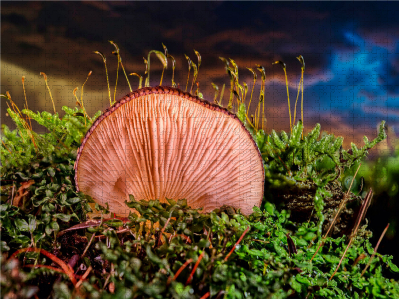 Austern-Seitlings (Pleurotus ostreatus)