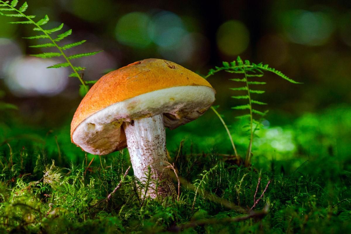 Birkenpilz (Leccinum scabrum)