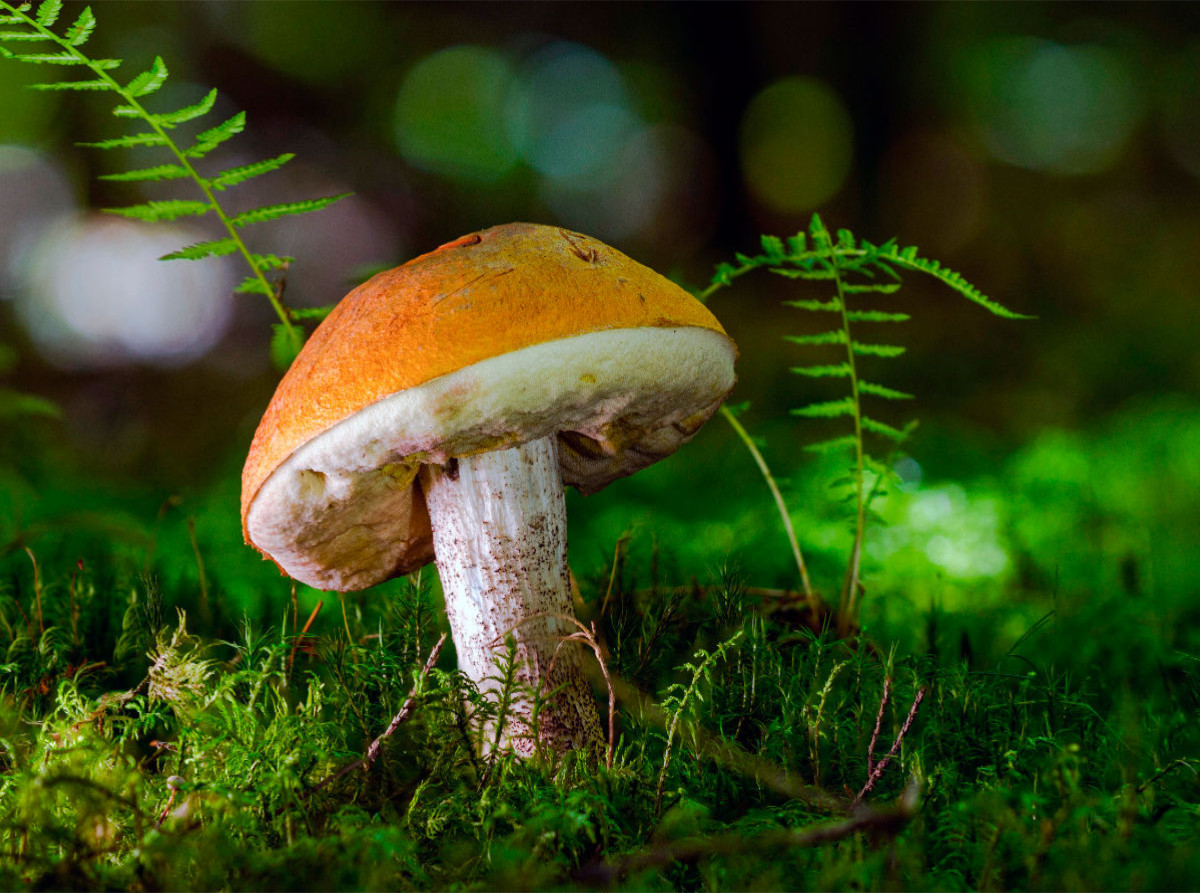 Birkenpilz (Leccinum scabrum)