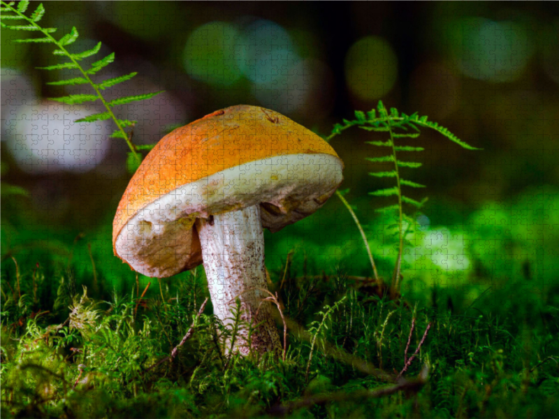 Birkenpilz (Leccinum scabrum)