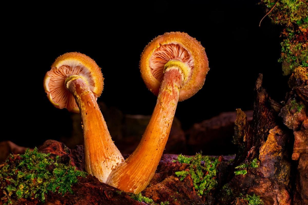 Hallimasch (Armillaria)