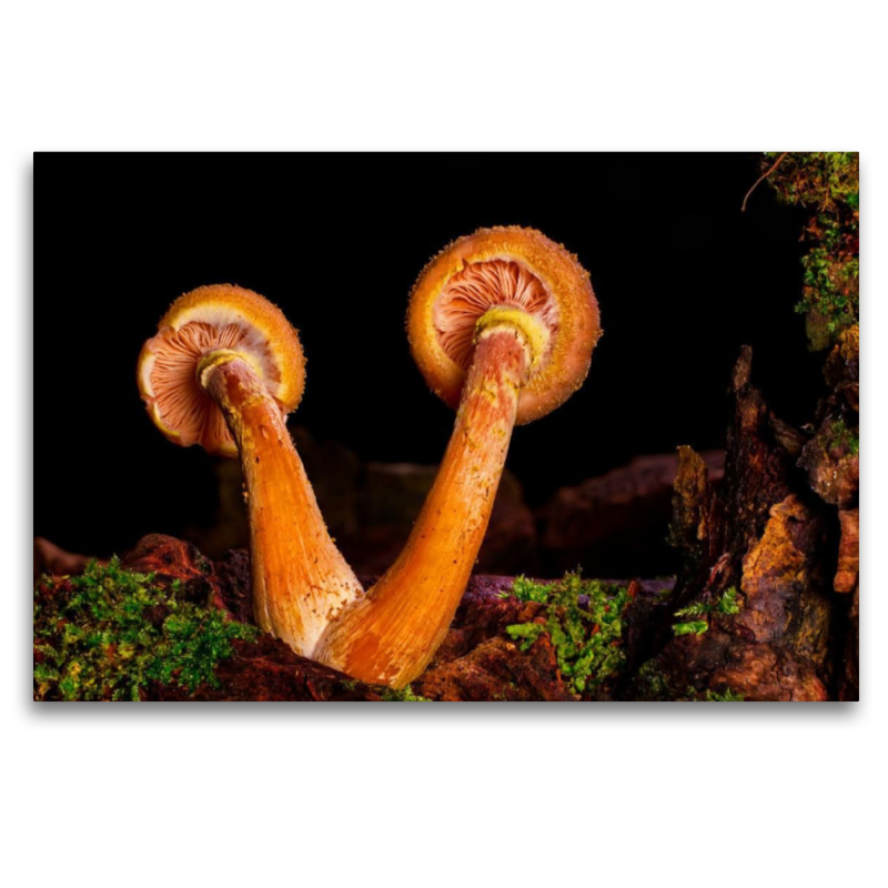 Hallimasch (Armillaria)