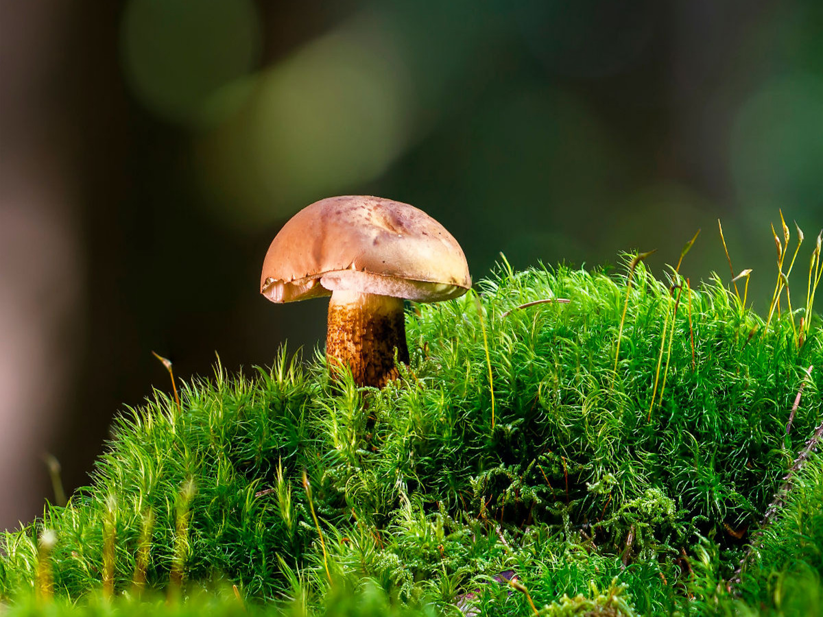 Gallenröhrling (Tylopilus felleus)