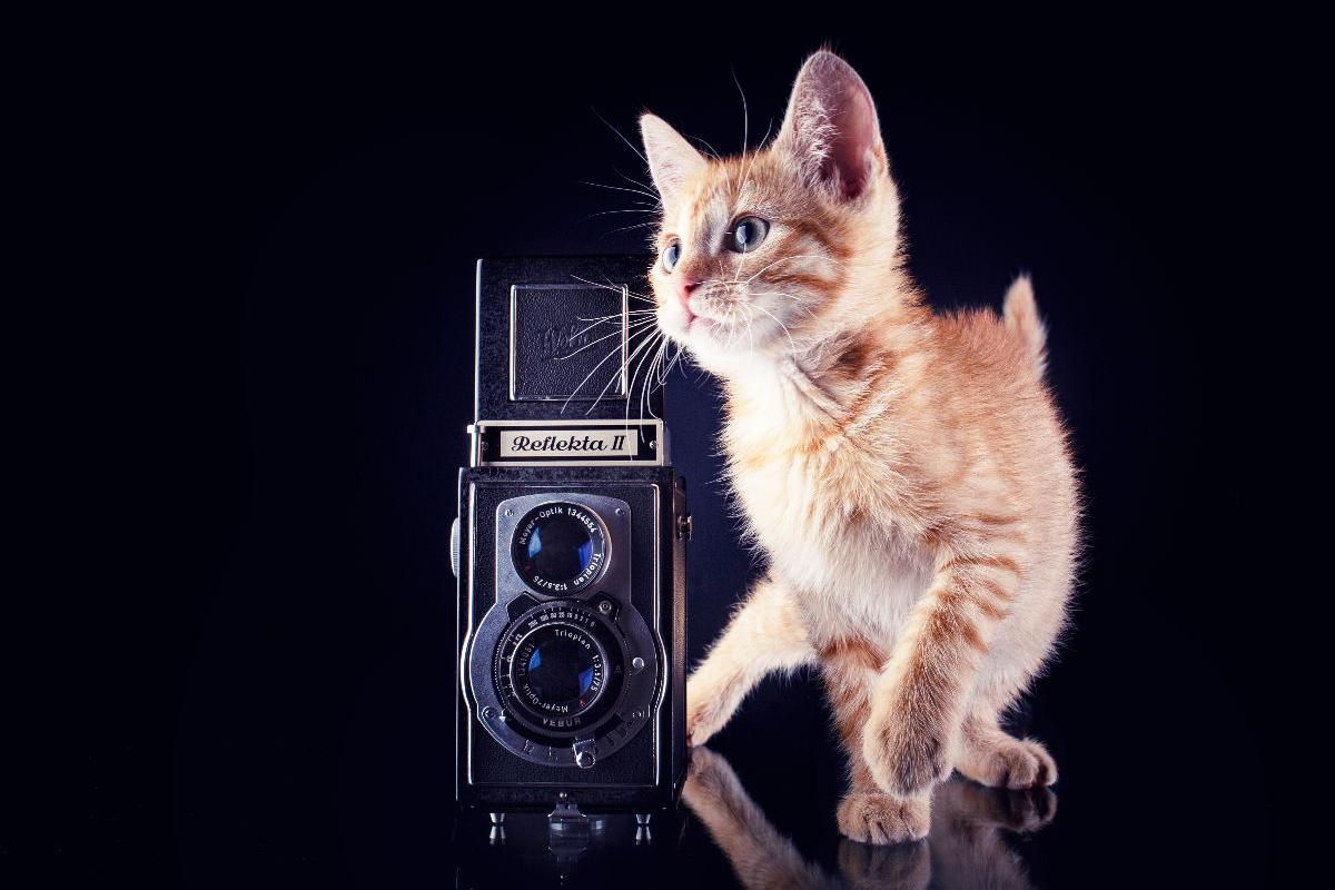 Fotografieren kann ich