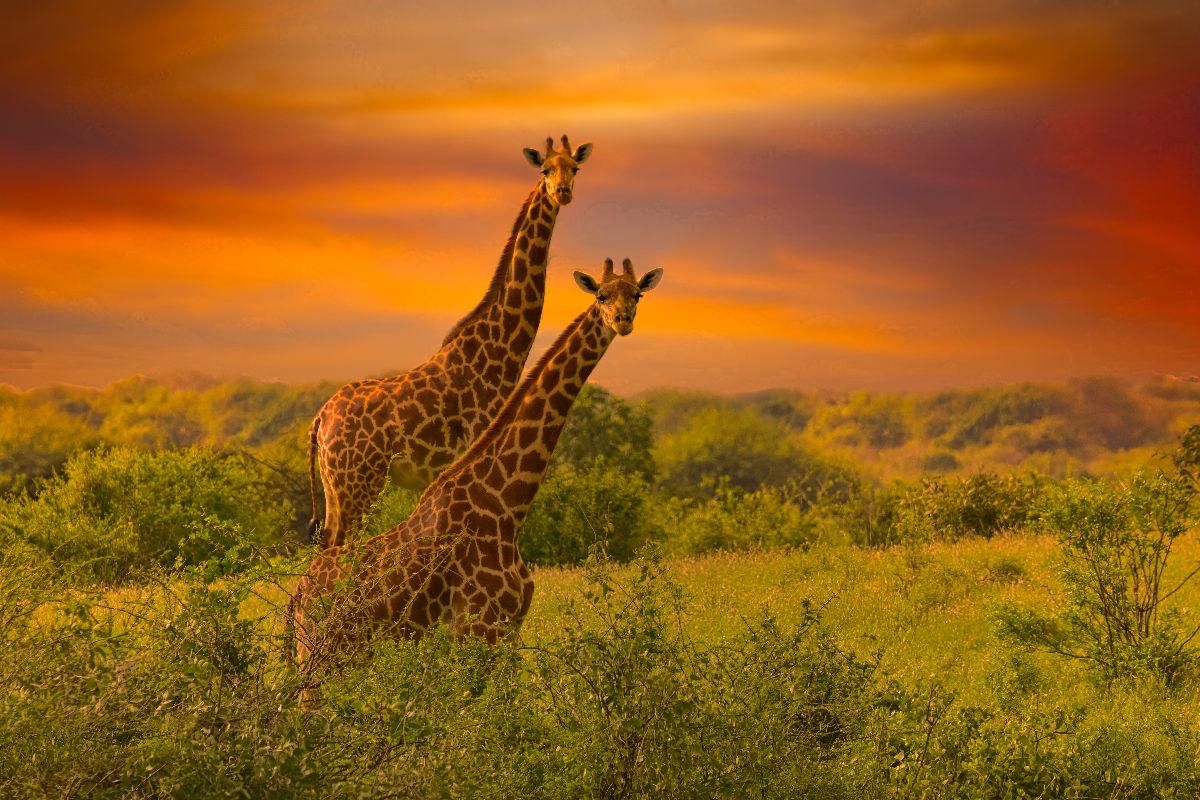 Giraffen in Kenia