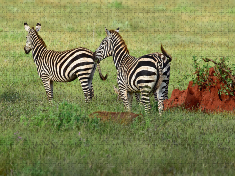 Zebra