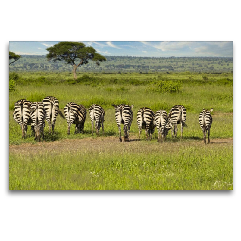 Eine Herde Zebras