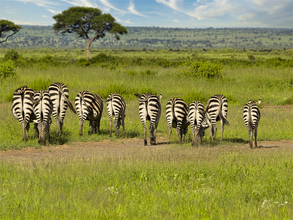 Eine Herde Zebras