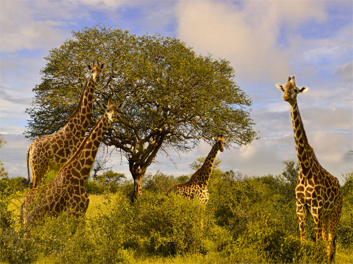 Giraffenherde an einem Baum