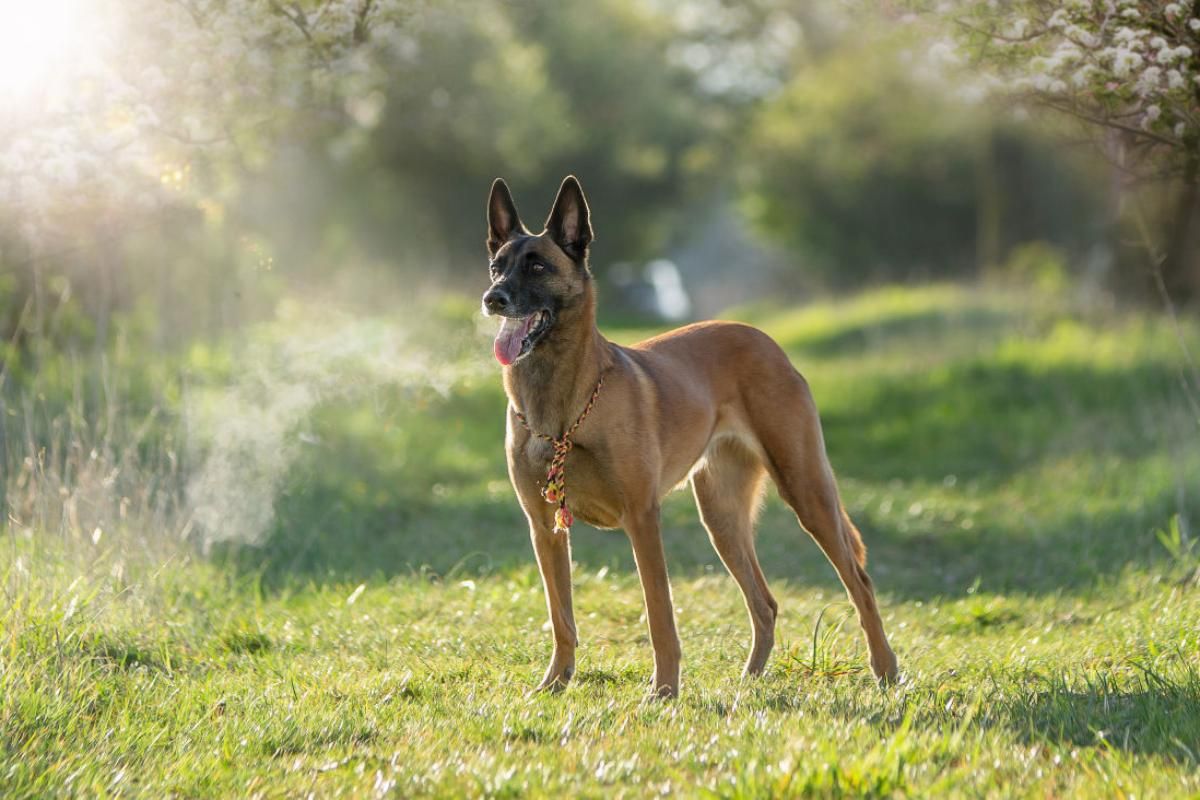 Malinoishündin von den Mecklenburger Rüpeln