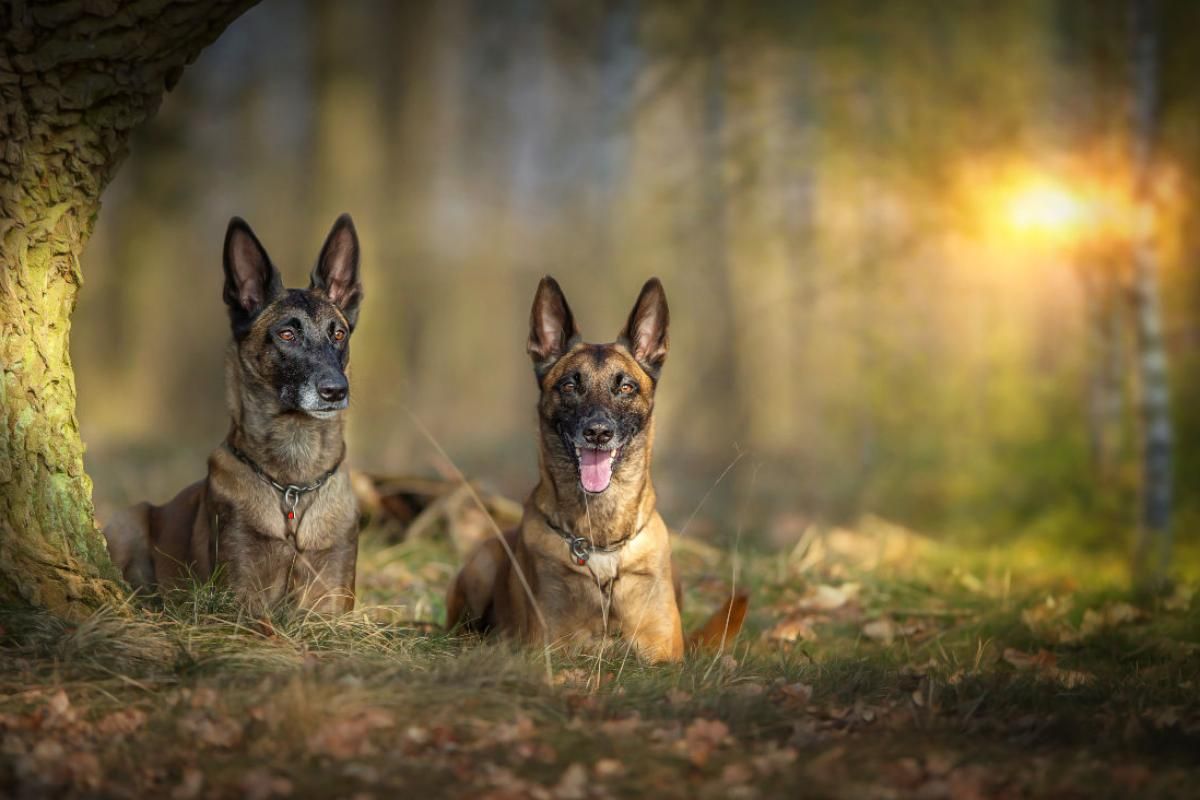 Malinois Hündinnen