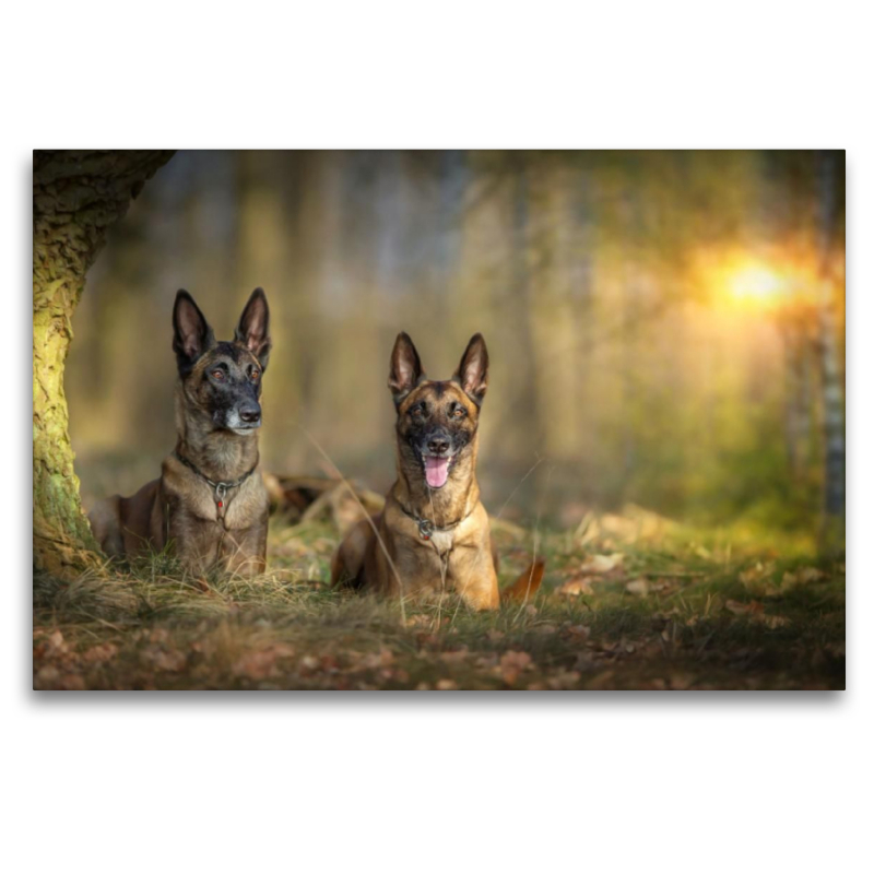 Malinois Hündinnen