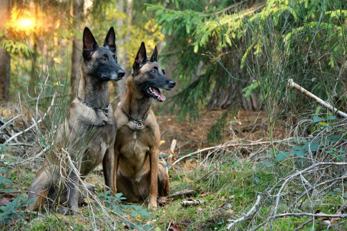 Malinois von den Mecklenburger Rüpeln