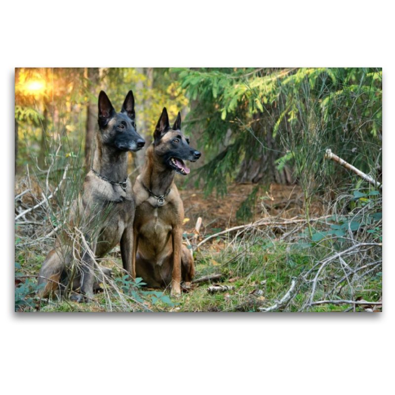 Malinois von den Mecklenburger Rüpeln