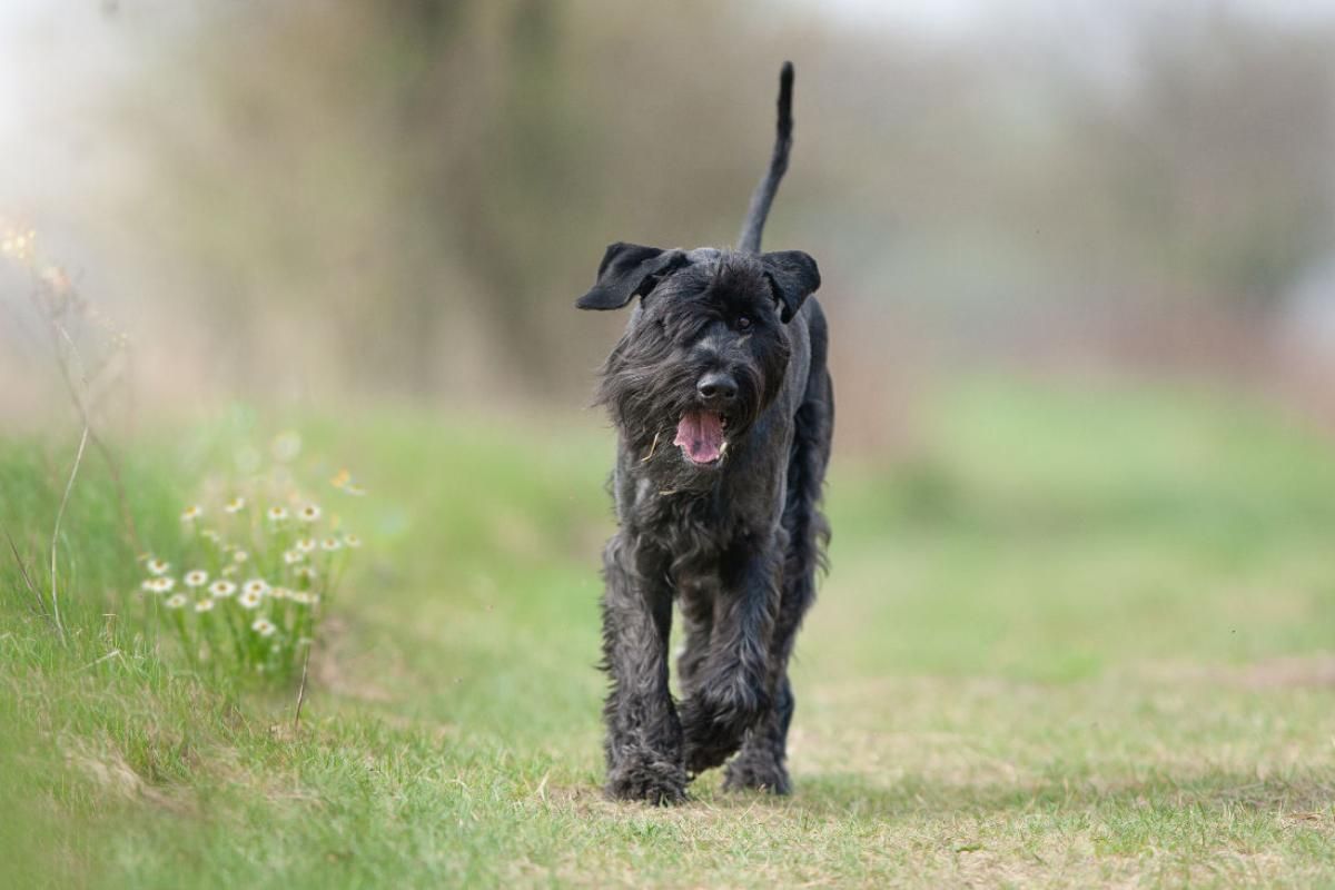 Riesenschnauzer