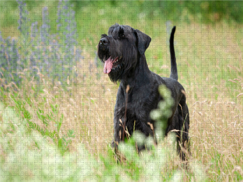 Riesenschnauzer - schwarz