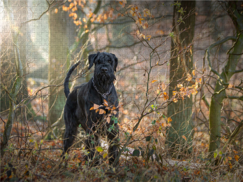 Riesenschnauzer... charakterstarke Hunde