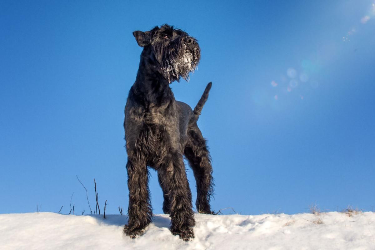 Riesenschnauzer... schwarze Giganten