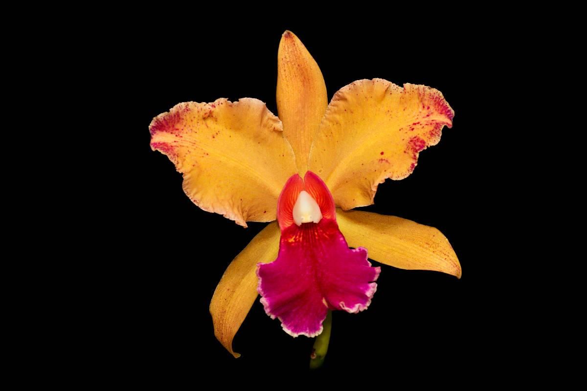 Cattleya Belle O´Bronze