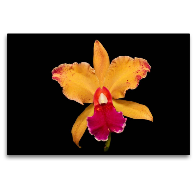 Cattleya Belle O´Bronze