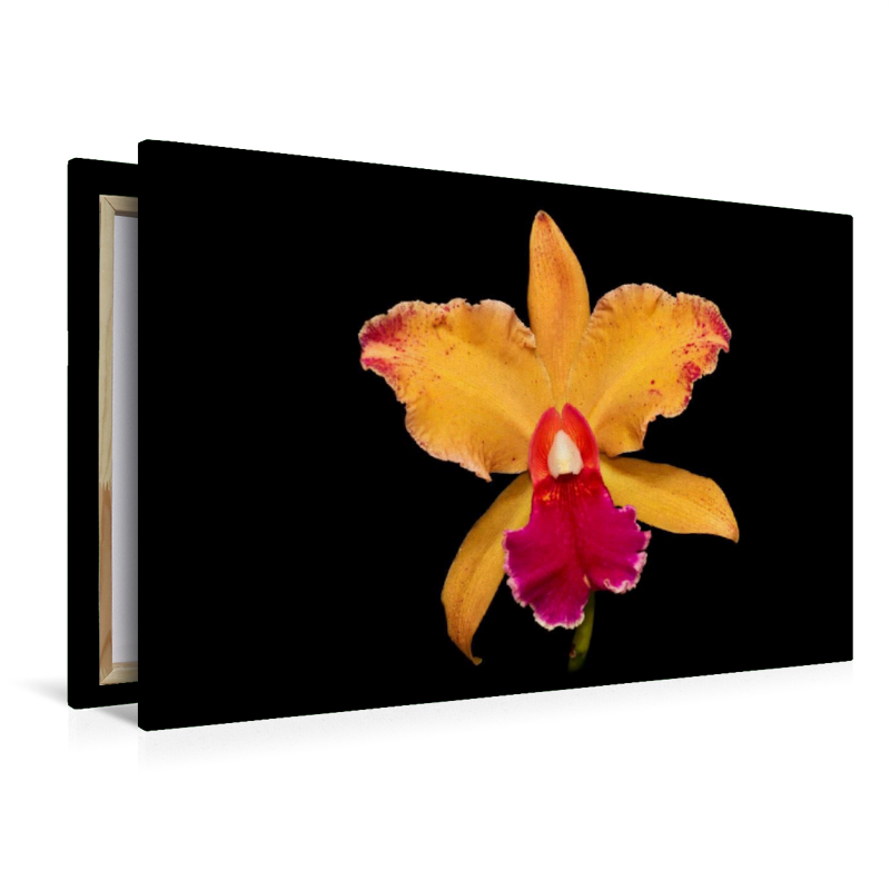 Cattleya Belle O´Bronze