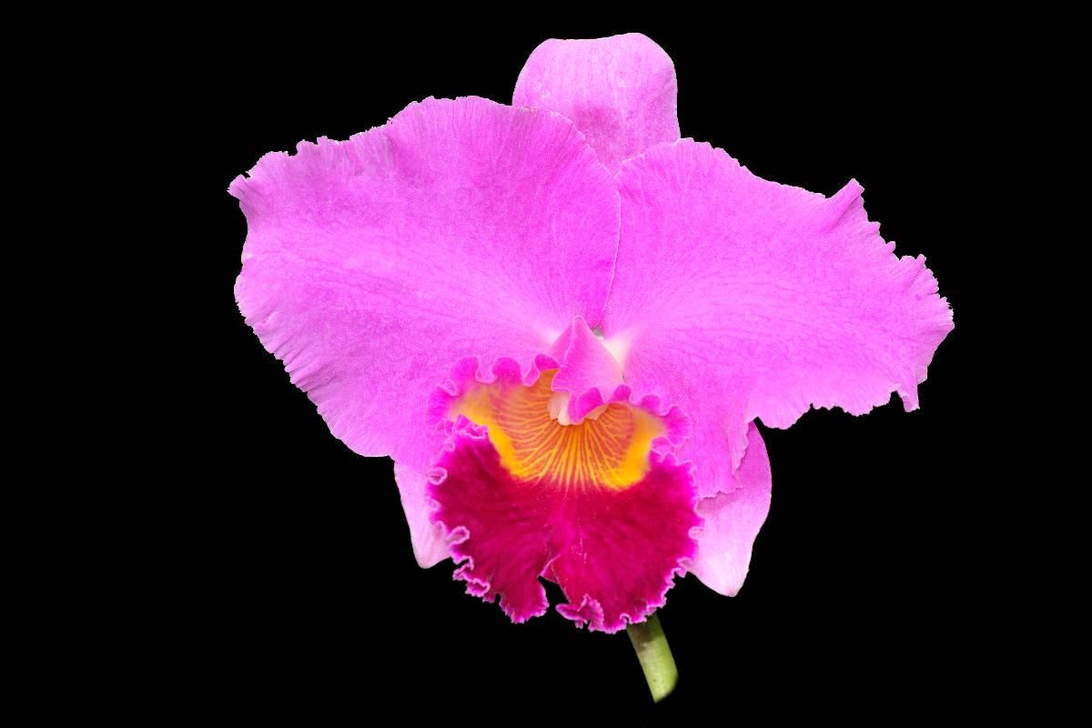 Cattleya Prophesy var. Monterey