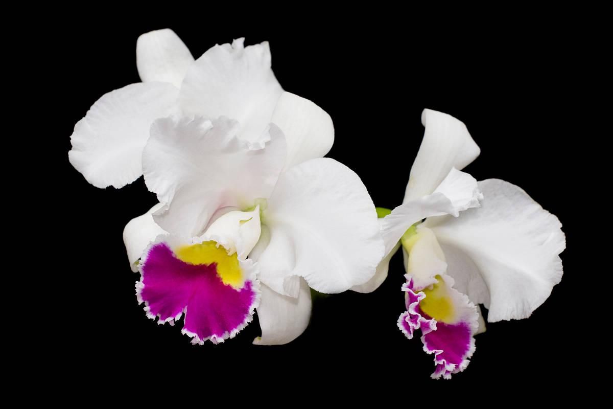 Cattleya Stephen Oliver Fouraker