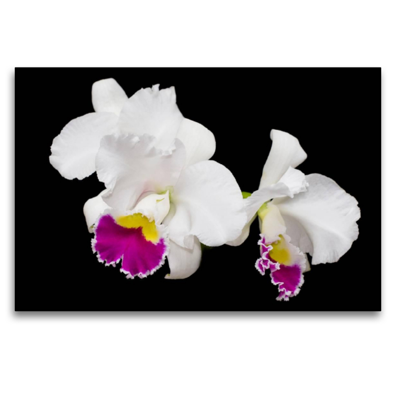 Cattleya Stephen Oliver Fouraker