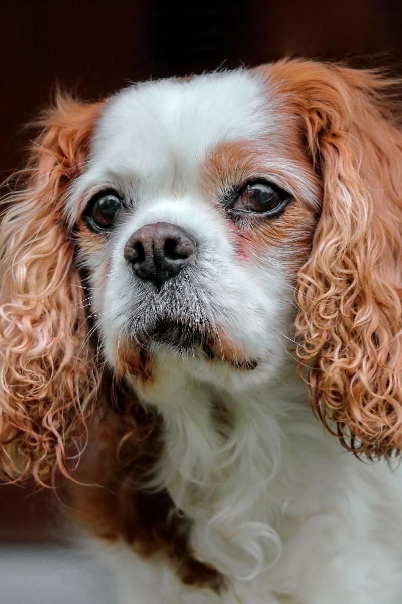 Cavalier King Charles Spaniel