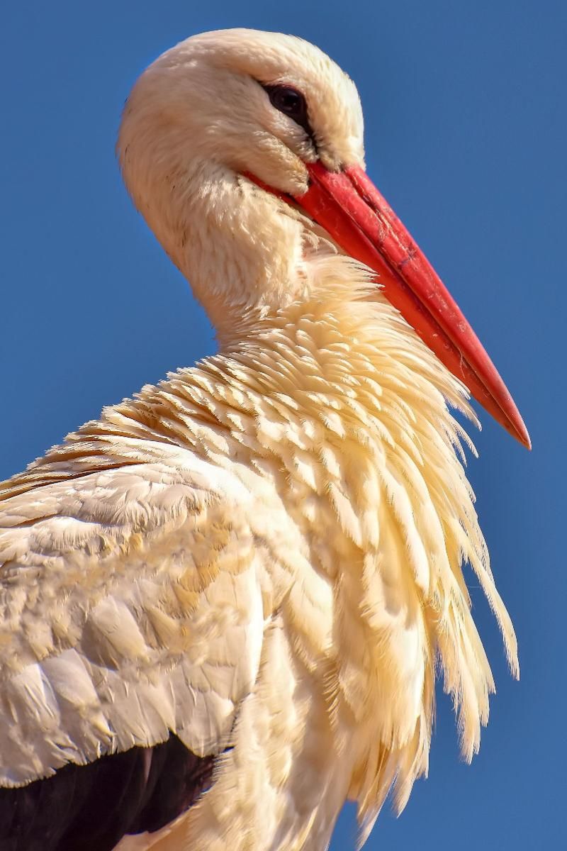 Storch