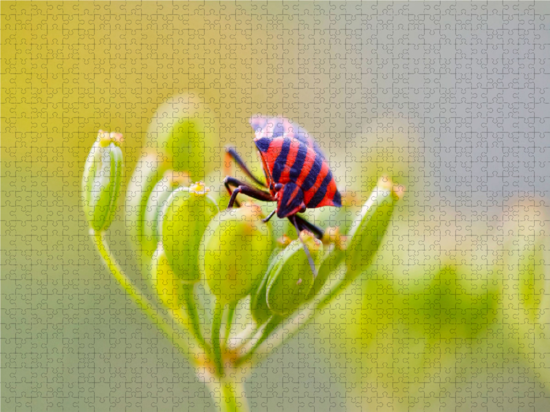 Rote Streifenwanze