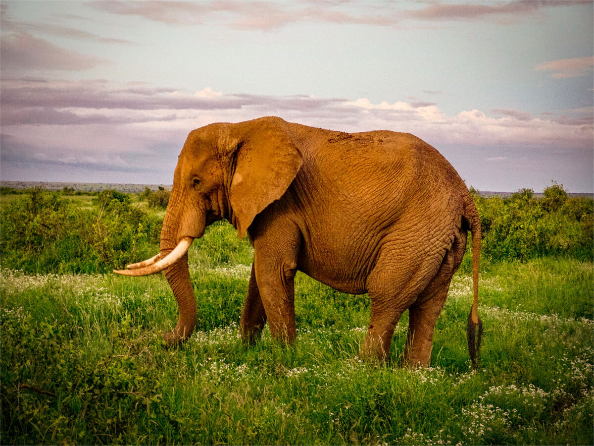 Elefant in der Savanne