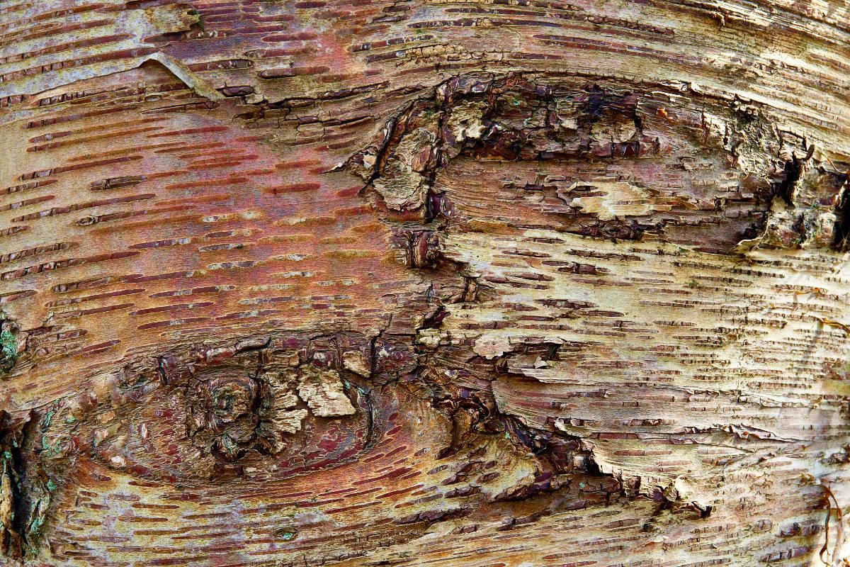 Betula pendula / Hänge-Birke