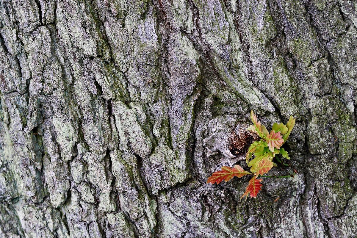 Quercus robur / Stiel-Eiche