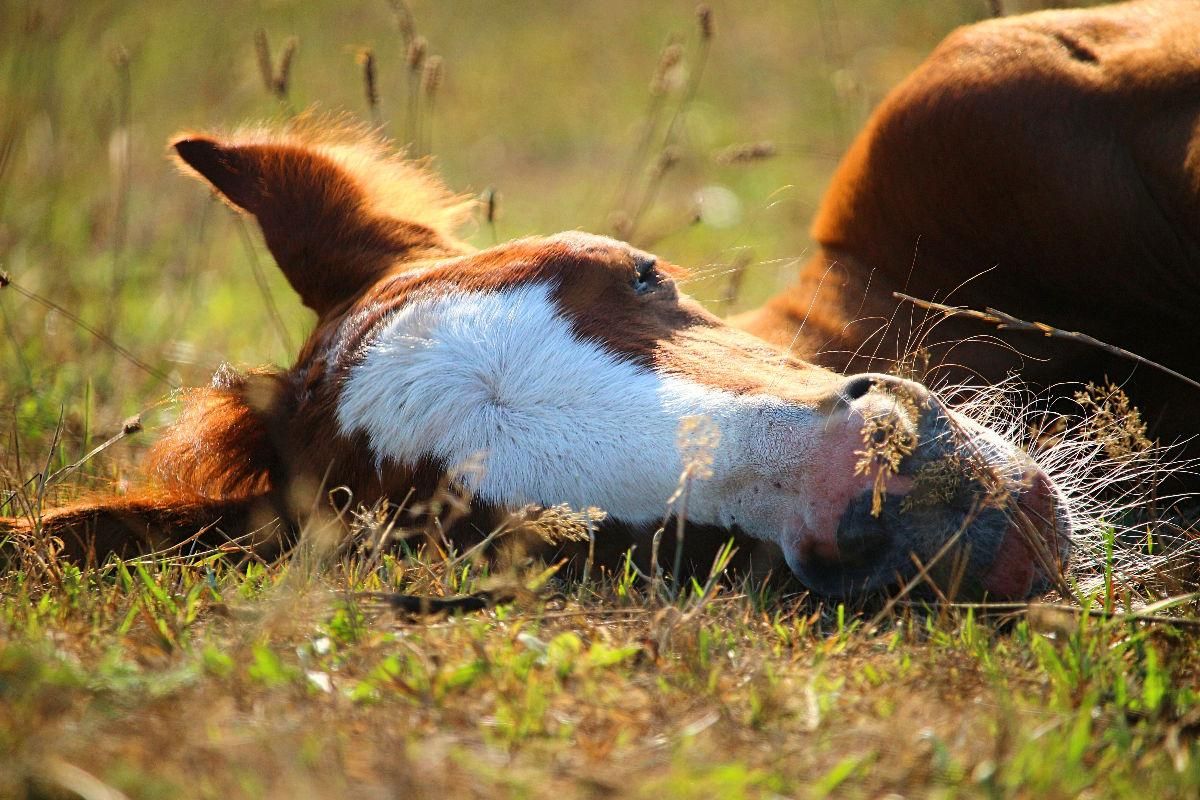 Niedliches Fohlen schläft auf der Wiese