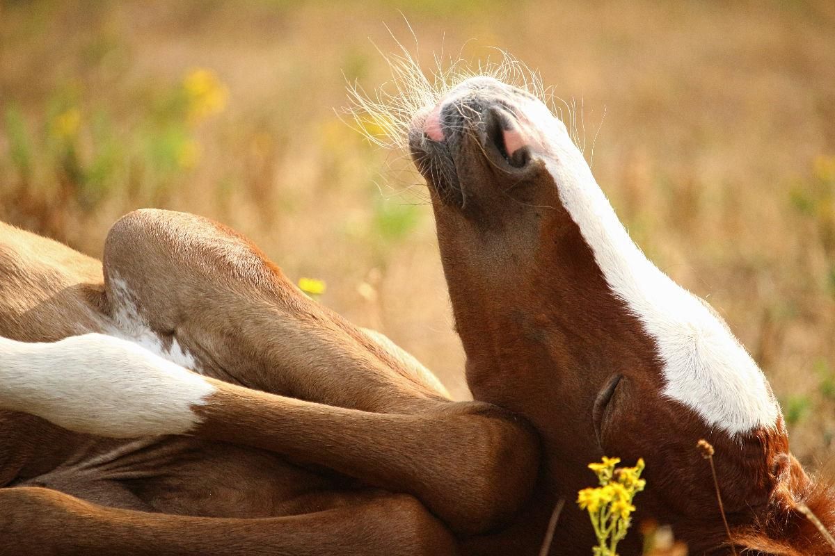 Niedliches Fohlen beim Sonnen auf der Wiese