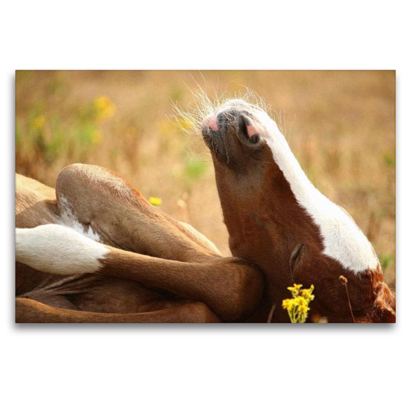 Niedliches Fohlen beim Sonnen auf der Wiese