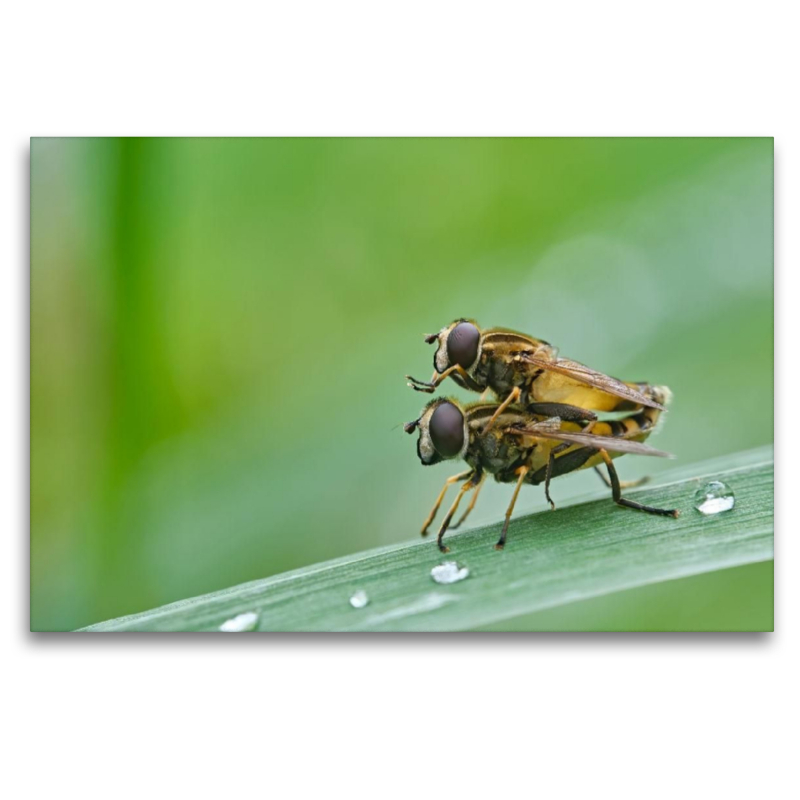 Gemeine Sumpfschwebfliegen ( Helophilus pendulus )