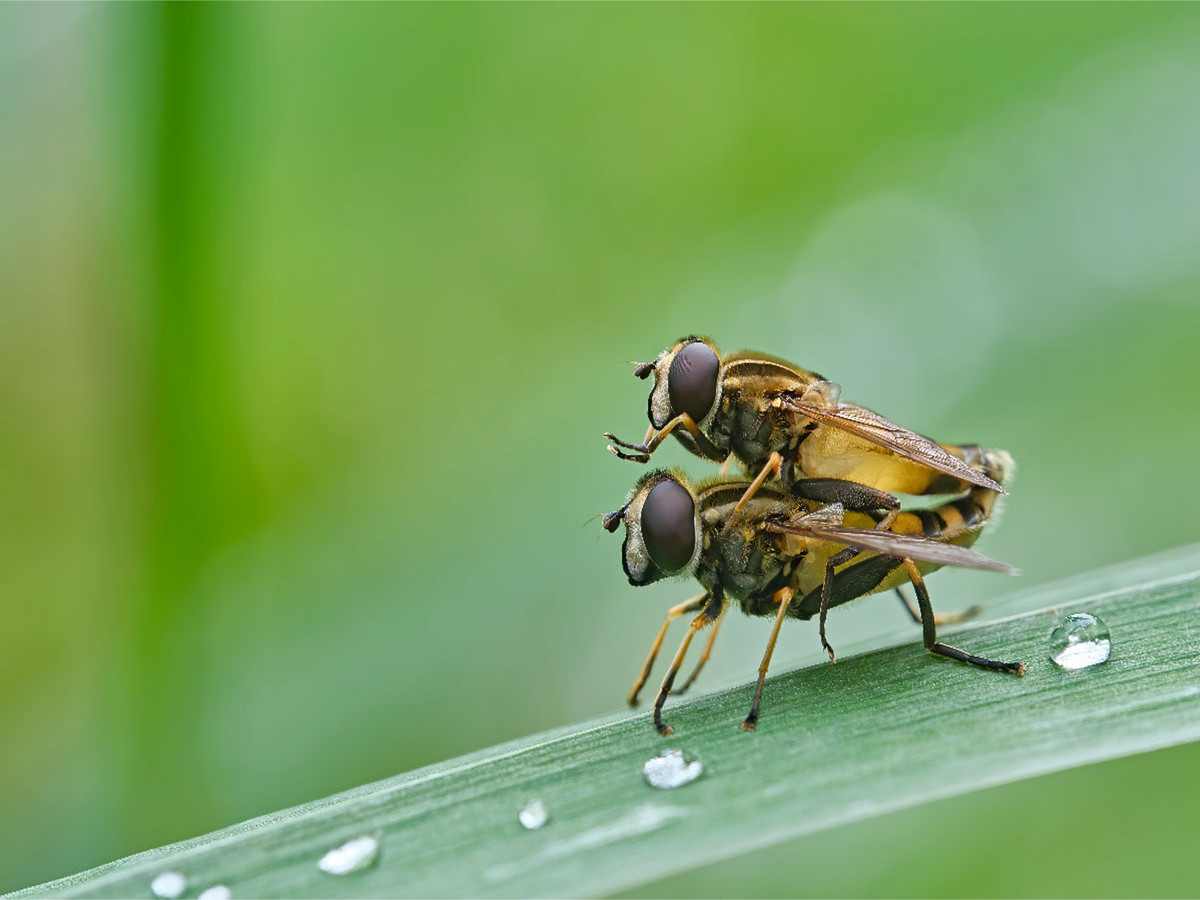 Gemeine Sumpfschwebfliegen ( Helophilus pendulus )